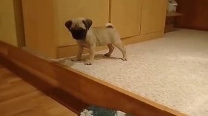 Мы купили мопса? маленький мопсик
