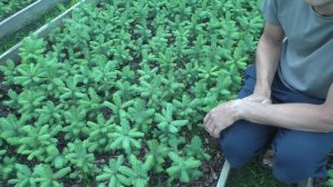 Верхний побег у ели голубой не пошел в рост. Что делать?Делаем её шаровидной!