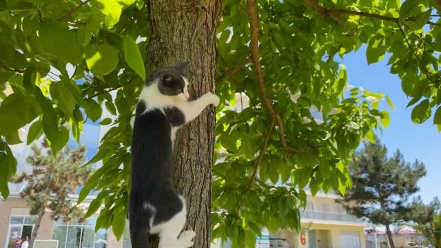 Сочи Парк Отель обзор территории от Маши Д’Арк смотреть онлайн