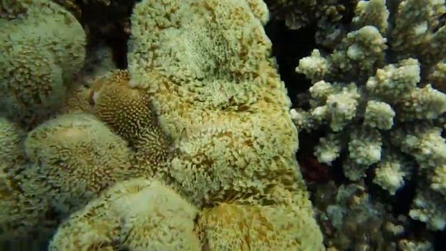 Живые кораллы в Красном море. DSCF3278 смотреть онлайн