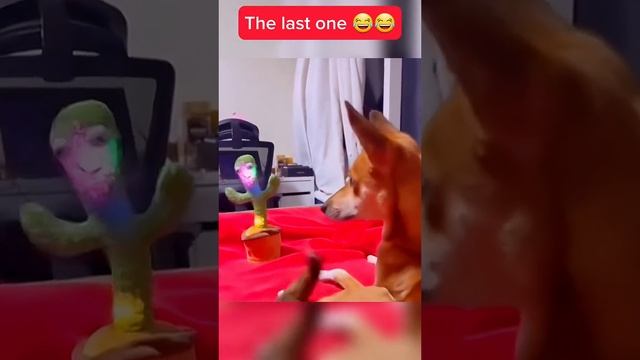 1000002084.mp4 смотреть онлайн