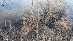 Рыбалка на Ахтубе, база "Белые холмы"