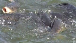 Рыбалка в центре Москвы