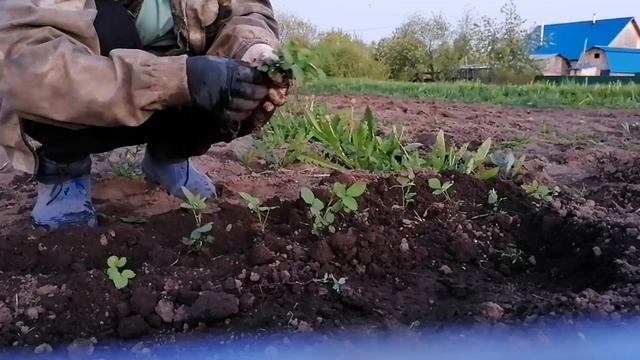 Дела огородные! Часть вторая). Шиповник из семян! ??? смотреть онлайн