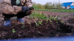 Дела огородные! Часть вторая). Шиповник из семян! ???