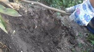 Осенняя посадка делёнки пиона.