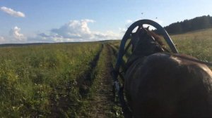 Прогулка лошади в деревне