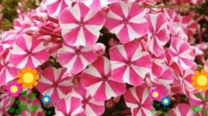 Флокс метельчатый Мятное торнадо. Краткий обзор, описание phlox paniculata Peppermint Twist