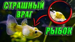 ГЛАВНЫЙ ВРАГ всех аквариумных рыбок!