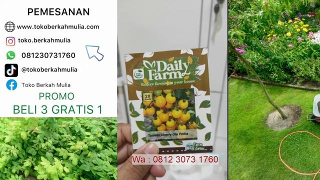 Benih Tomat Tomato Cherry Ola Polka смотреть онлайн