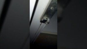 Как призвать матюкливого гномика