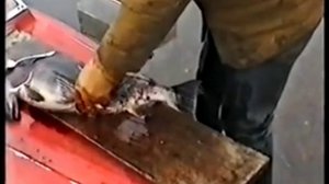 Разделка рыбы. Чукотка, Билибинский район.