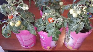 КОМНАТНЫЕ ТОМАТЫ ?