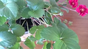 Клубника с махровыми цветками ярко красного цвета. Сорт Rose.