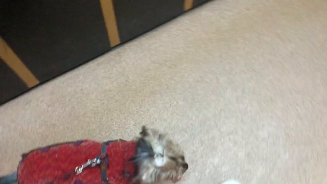 🐶 «ЙОРКШИРСКИЙ ТЕРЬЕР АЙСИ ИДЁТ ГУЛЯТЬ В НОВОМ КОСТЮМЧИКЕ»🐶На прогулке, что-то пошло не так. смотреть онлайн