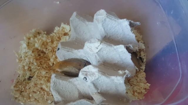 Шеститочечные тараканы/содержание смотреть онлайн