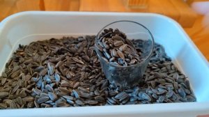 Морозное утро Сочельника, 06.01.2023, 4К