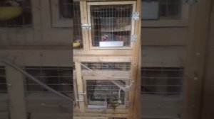 Птицеводство для начинающих как бизнес. /обзор курятника/