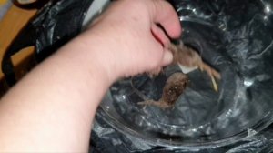 Храню корневища Мирабилиса только так!?