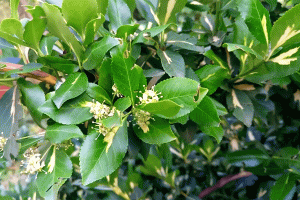 Бересклет Форчуна "Солнечное пятно". Цветение (Euonymus fortunei "Sunspot")