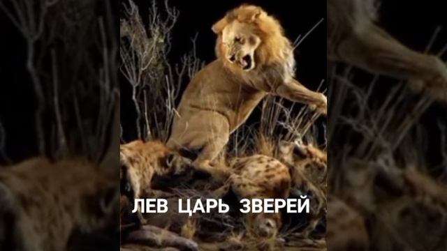 Лев царь зверей оберегает свою стаю