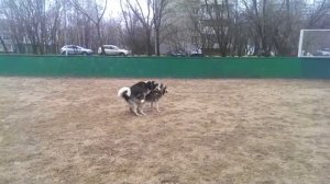 Хаски делают трахи-трахи