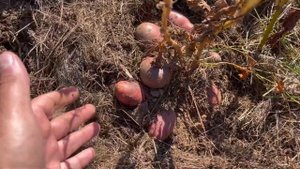 Картошка в сене. Сбор урожая картошки вырощенной в мульче травы