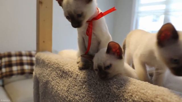 10 Curiosidades de Tailandia Que No Sabias😲 смотреть онлайн