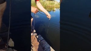 Как найти клад на реке Курлак? Видео отзыв. Находки на поисковый магнит F200х2 Калуга