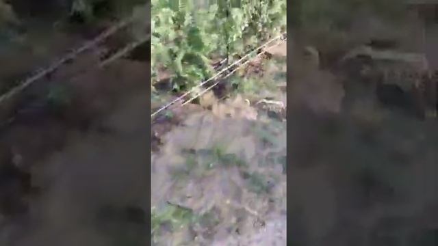 монтаж Систем Автополива капельный полив туи в  Ленинском