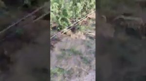 монтаж Систем Автополива капельный полив туи в  Ленинском