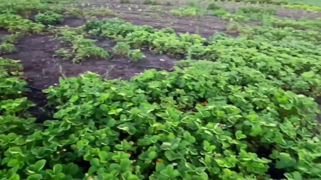 У Этого Сорта Клубники Гигантская Ягода без Химии и Подкормок. смотреть онлайн