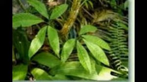 Tetrastigma, Kastanienwein