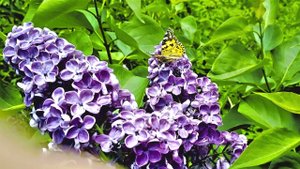 butterflies,бабочки