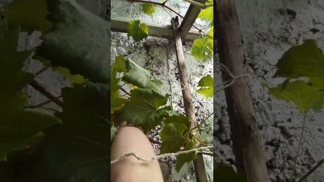 Виноград в Забайкалье ? смотреть онлайн