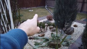 Посадка падубов вместо гортензий!