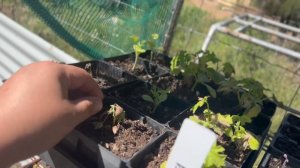 Weekly Homestead and Garden tour update and chat |  Week 1 November 22 | Off Grid Australia 148