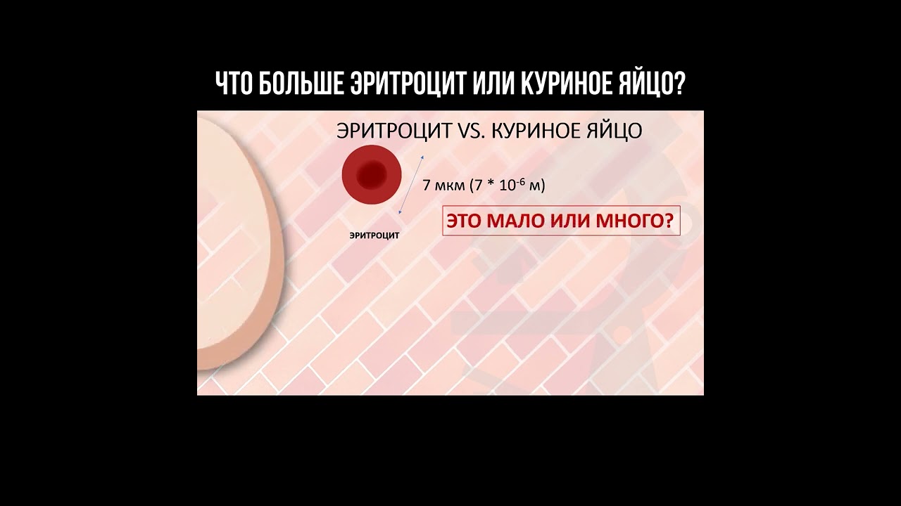 Что больше эритроцит или куриное яйцо? смотреть онлайн