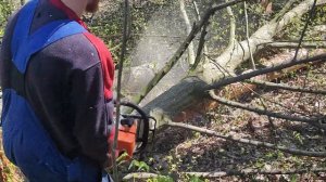 Валка Граба в солнечную погоду Stihl MS 361