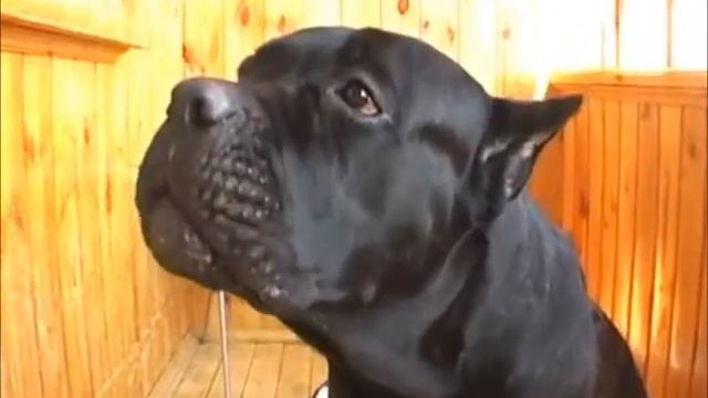 Поющие и говорящие собаки смотреть онлайн