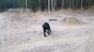 Натаска лабрадора,щенок поиск по запаху