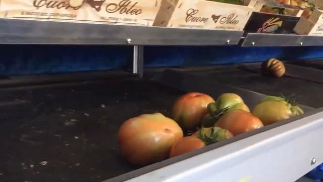 Линия сортировки томатов, ICOEL&COMPAC смотреть онлайн