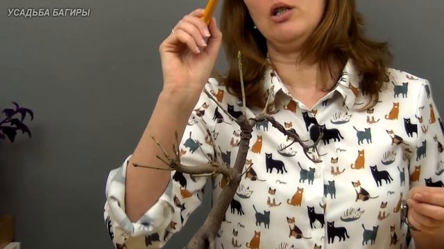 Не самые подходящие виды клена для бонсай (ч.8). смотреть онлайн