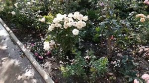 Розы. Пятнистости. Клещ. Дефицит калия. Препараты для обработки роз.