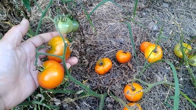 Раннеспелые томаты 2021. смотреть онлайн