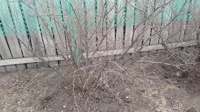 Как замедлить весной цветение у плодово-ягодных деревьев. смотреть онлайн