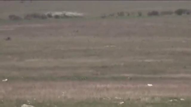 Английский Сеттер KAMHUNTING LIVER смотреть онлайн