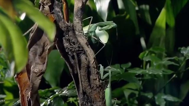 Богомол. Существо с другой планеты. "Очевидное - Невероятное" HD 1080. смотреть онлайн