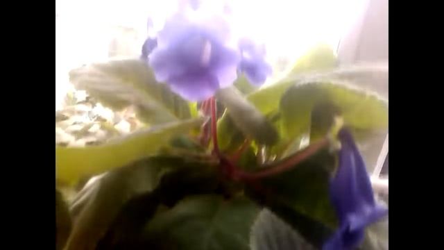 Синингия смотреть онлайн