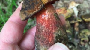 Лес порадовал грибами! Стоит ли сушить дубовики - однозначно да!